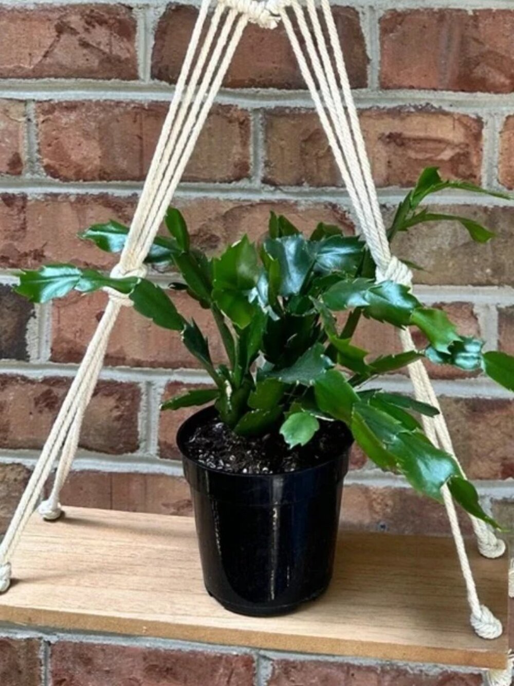 Macrame Hanging Plant Shelf – Boho Wood